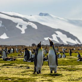 Konings pinguïn koppel in South Georgia van Ramon Lucas
