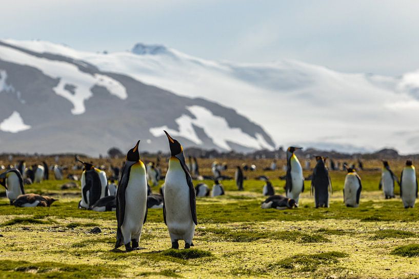 King penguin couple in South Georgia by Ramon Lucas