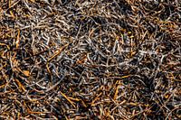 eelgrass