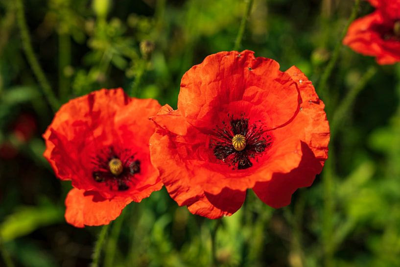 Red poppy flowers by ViaMapia