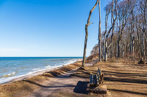 Spookbos aan de Baltische kust bij Nienhagen