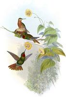 Brasilianer Ruby, John Gould