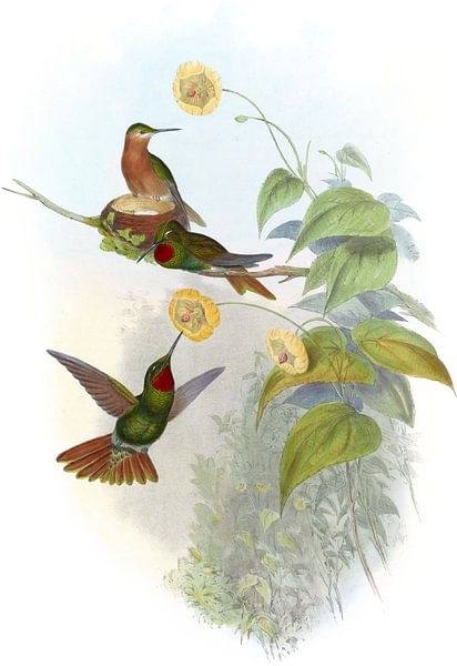 Brasilianer Ruby, John Gould von Hummingbirds