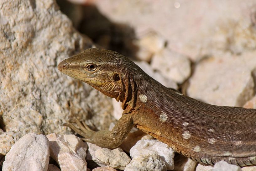 Lizard calm on rocks by Moniek Herkert