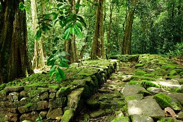 Leading into the jungle by Frank's Awesome Travels