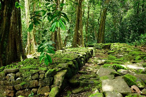 De jungle in