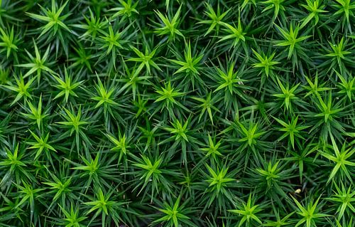 Mousse abstraite de cheveux verts sur Bas Greevink