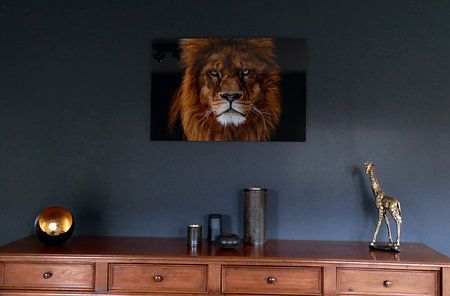 angry lion looks straight at me