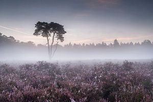 Achterhoekse bloeiende heide zonsopkomst