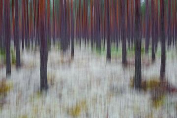 forest von Pim Leijen