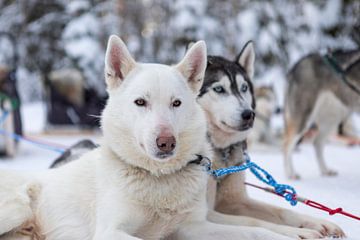 Husky dogs in Finnish Lapland rest after a sleigh ride by Rick Van der Poorten