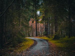 Waldweg von snippephotography