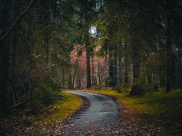 chemin forestier sur snippephotography