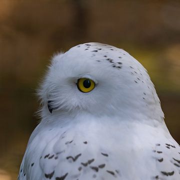 Schneeeule, Bubo scandiacus von Gert Hilbink