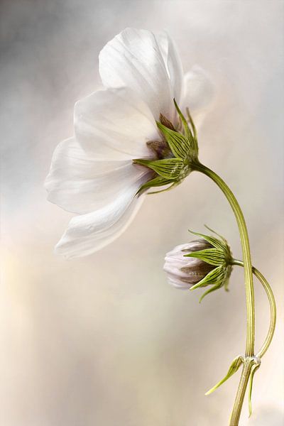 Der himmlische Kosmos von Mandy Disher