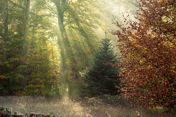 Zonneharpen in herfstbos van René Jonkhout