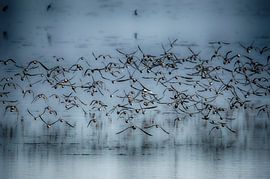 shorebirds by Mirjam Rypma