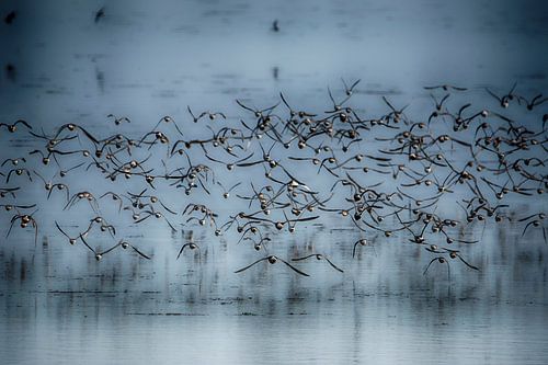 oiseaux de rivage