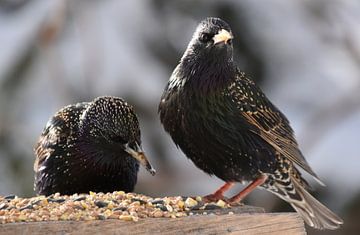 Starlings at the garden feeder by Claude Laprise