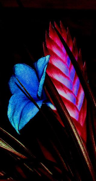 bromelia par ton langbroek