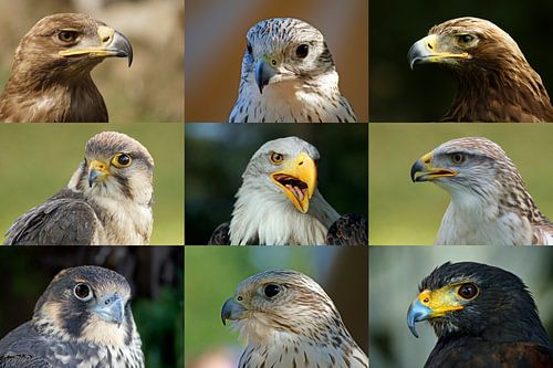 Greifvögel_Collage
