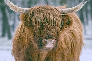Schottische Highlander-Rinder im Winter im Schnee