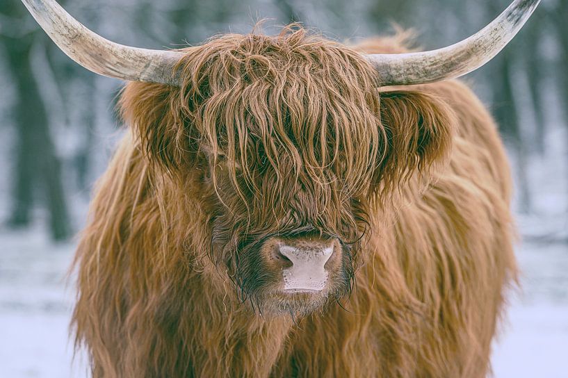 Scottish Highlander cattle in the snow during winter by Sjoerd van der Wal Photography