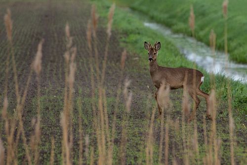 Ree in het land