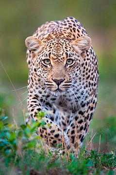 LP 71301266 Leopard in freier Wildbahn von BeeldigBeeld Food & Lifestyle