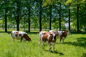Drei Kühe stehen im grünen Gras auf einer Wiese