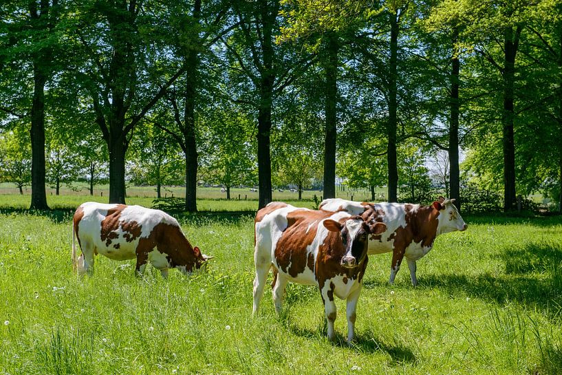 Drie koeien in het groene gras in een weiland van Sjoerd van der Wal Fotografie