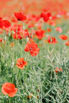 Klaprozen in Frankrijk - Close up van felrode bloemen