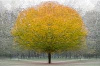 Spirit of the tree
