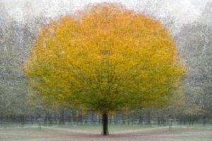 Spirit of the tree