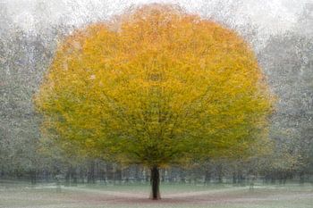 Der Geist des Baumes