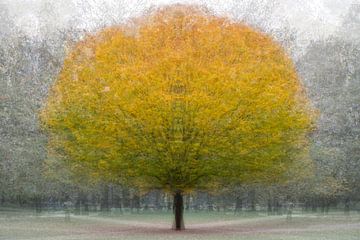 Spirit of the tree