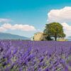 Lavendelfeld, ein Haus und ein Baum. Provence, Frankreich von Stefano Orazzini