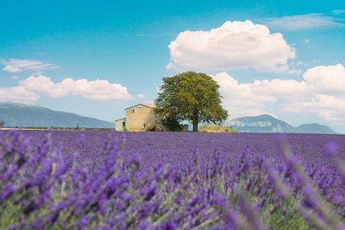 Lavendelveld, een huis en een boom. Provence, Frankrijk