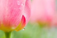 LP 70484551 Dew on a Tulip