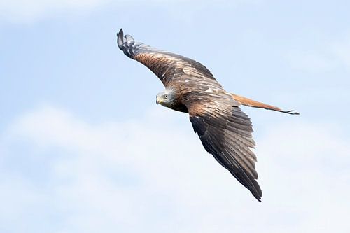 Red Kite in flight