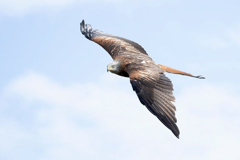 Red Kite in flight by Jan van Vreede