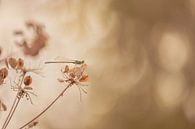 Damsel on a dead flower by Moetwil en van Dijk - Fotografie thumbnail