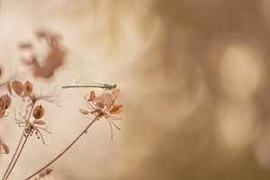 Juffer op uitgebloeide bloem van Moetwil en van Dijk - Fotografie