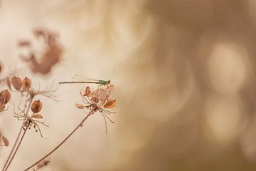 Damsel on a dead flower by Moetwil en van Dijk - Fotografie