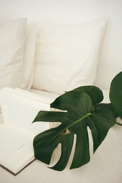 Monstera by Hello Pompoyo