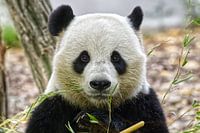 Porträt des Großen Pandas