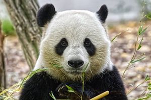 Portret van de Reuzepanda