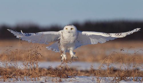 Schneeeule, Bubo scandiacus