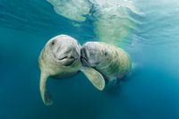 Lovers