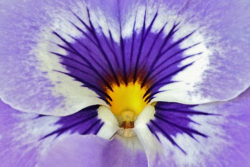 Paars viooltje close-up